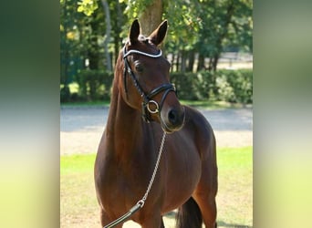 Deutsches Reitpony, Stute, 11 Jahre, 148 cm, Brauner