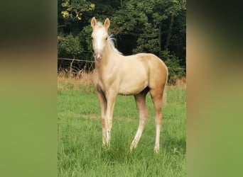 Deutsches Reitpony, Stute, 11 Jahre, 148 cm, Brauner