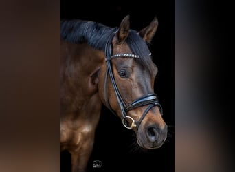 Deutsches Reitpony, Stute, 11 Jahre, 148 cm, Dunkelbrauner