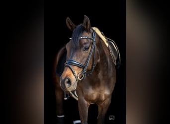 Deutsches Reitpony, Stute, 11 Jahre, 148 cm, Dunkelbrauner