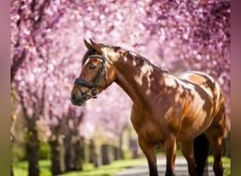 Deutsches Reitpony, Stute, 11 Jahre, 148 cm, Dunkelbrauner