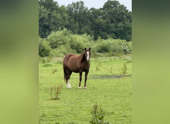 Deutsches Reitpony, Stute, 11 Jahre, 148 cm, Dunkelfuchs