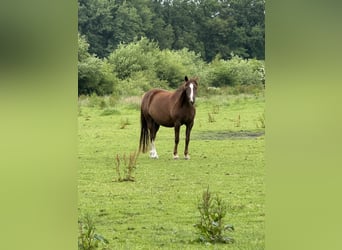 Deutsches Reitpony, Stute, 11 Jahre, 148 cm, Dunkelfuchs