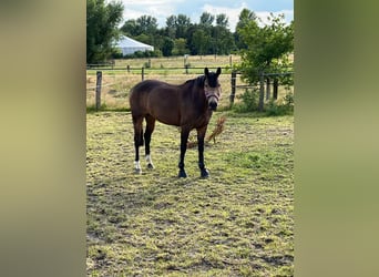 Deutsches Reitpony, Stute, 11 Jahre, 148 cm, Falbe