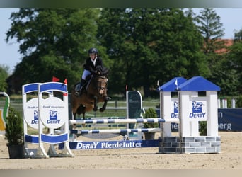 Deutsches Reitpony, Stute, 11 Jahre, 148 cm, Falbe