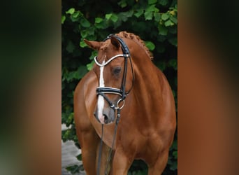 Deutsches Reitpony, Stute, 11 Jahre, 148 cm, Fuchs