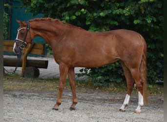 Deutsches Reitpony, Stute, 11 Jahre, 148 cm, Fuchs