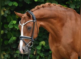 Deutsches Reitpony, Stute, 11 Jahre, 148 cm, Fuchs