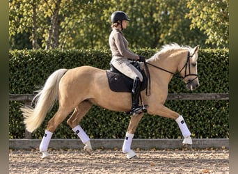 Deutsches Reitpony, Stute, 11 Jahre, 148 cm, Palomino