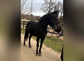 Deutsches Reitpony, Stute, 11 Jahre, 148 cm, Rappe