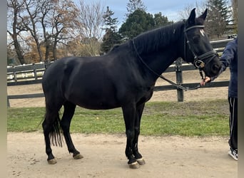 Deutsches Reitpony, Stute, 11 Jahre, 148 cm, Rappe