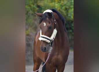 Deutsches Reitpony, Stute, 11 Jahre, 150 cm, Brauner