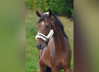 Deutsches Reitpony, Stute, 11 Jahre, 150 cm, Brauner