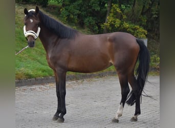 Deutsches Reitpony, Stute, 11 Jahre, 150 cm, Brauner