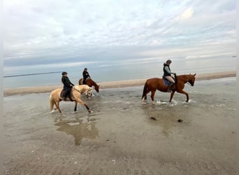 Deutsches Reitpony, Stute, 11 Jahre, 150 cm, Palomino
