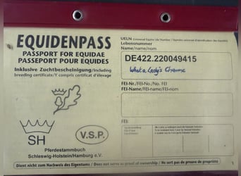 Deutsches Reitpony, Stute, 11 Jahre, 150 cm, Palomino