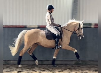 Deutsches Reitpony, Stute, 11 Jahre, 150 cm, Palomino