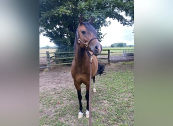 Deutsches Reitpony, Stute, 11 Jahre, 152 cm, Brauner