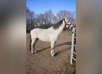 Deutsches Reitpony, Stute, 11 Jahre, 152 cm, Schimmel