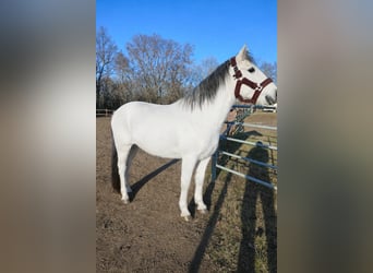 Deutsches Reitpony, Stute, 11 Jahre, 152 cm, Schimmel