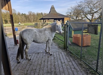 Deutsches Reitpony, Stute, 11 Jahre, 152 cm, Schimmel