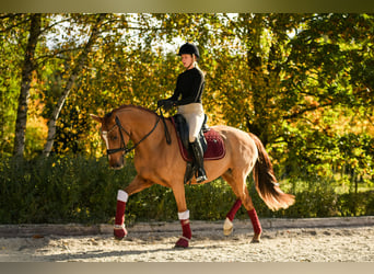 Deutsches Reitpony, Stute, 11 Jahre, 153 cm, Fuchs