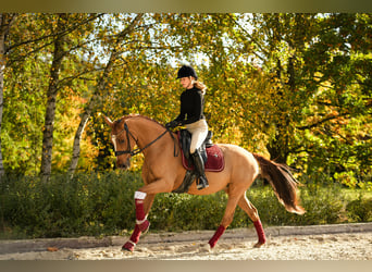 Deutsches Reitpony, Stute, 11 Jahre, 153 cm, Fuchs