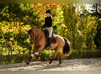 Deutsches Reitpony, Stute, 11 Jahre, 153 cm, Fuchs