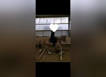 Deutsches Reitpony, Stute, 11 Jahre