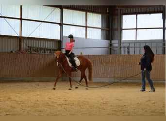 Deutsches Reitpony, Stute, 12 Jahre, 135 cm, Fuchs