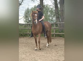 Deutsches Reitpony, Stute, 12 Jahre, 135 cm, Fuchs