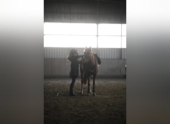 Deutsches Reitpony, Stute, 12 Jahre, 135 cm, Fuchs