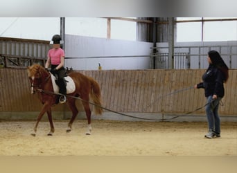 Deutsches Reitpony, Stute, 12 Jahre, 135 cm, Fuchs