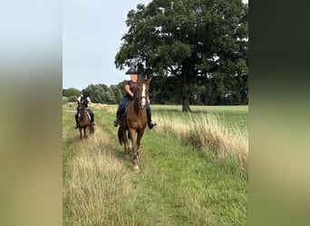 Deutsches Reitpony, Stute, 12 Jahre, 135 cm, Fuchs