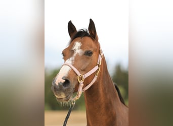 Deutsches Reitpony, Stute, 12 Jahre, 137 cm, Hellbrauner