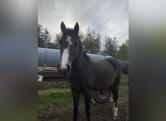 Deutsches Reitpony, Stute, 12 Jahre, 138 cm, Hellbrauner