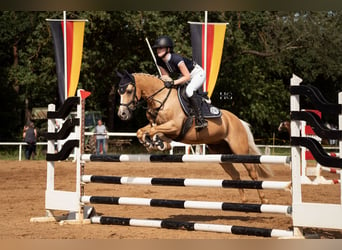 Deutsches Reitpony, Stute, 12 Jahre, 138 cm, Palomino