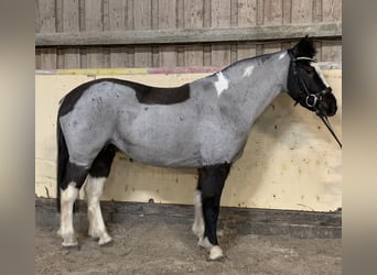 Deutsches Reitpony Mix, Stute, 12 Jahre, 140 cm, Roan-Blue