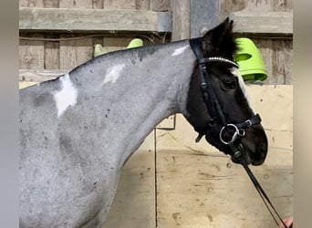 Deutsches Reitpony Mix, Stute, 12 Jahre, 140 cm, Roan-Blue