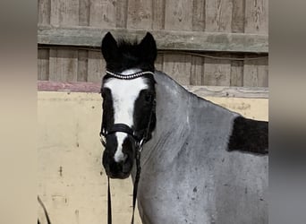 Deutsches Reitpony Mix, Stute, 12 Jahre, 140 cm, Roan-Blue