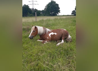 Deutsches Reitpony Mix, Stute, 12 Jahre, 142 cm, Schecke