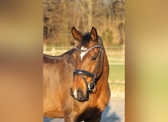 Deutsches Reitpony, Stute, 12 Jahre, 143 cm, Brauner