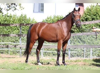 Deutsches Reitpony, Stute, 12 Jahre, 143 cm, Brauner