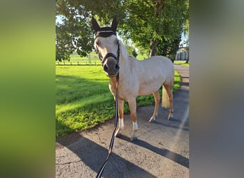 Deutsches Reitpony, Stute, 12 Jahre, 143 cm, Brauner