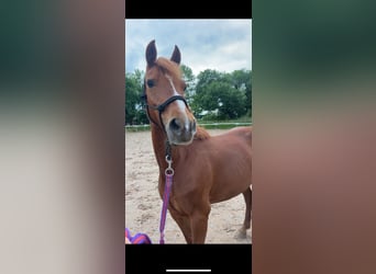 Deutsches Reitpony Mix, Stute, 12 Jahre, 143 cm, Fuchs