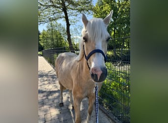 Deutsches Reitpony, Stute, 12 Jahre, 143 cm, Palomino