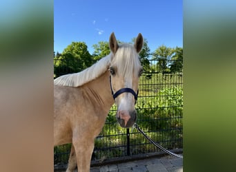Deutsches Reitpony, Stute, 12 Jahre, 143 cm, Palomino