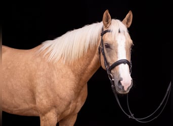 Deutsches Reitpony, Stute, 12 Jahre, 144 cm, Palomino