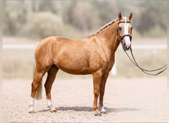 Deutsches Reitpony, Stute, 12 Jahre, 144 cm, Palomino