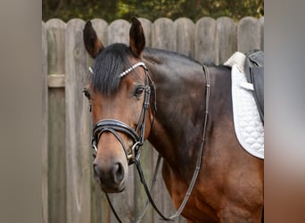 Deutsches Reitpony Mix, Stute, 12 Jahre, 145 cm, Brauner